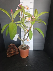 Plumeria rubra "Epic"