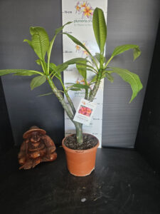 Plumeria rubra "Dang Sai Suma"