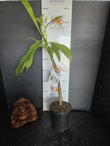 Plumeria rubra "Saint Germain"