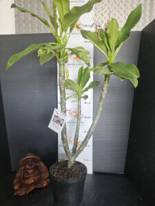 Plumeria rubra "Blu Flame"