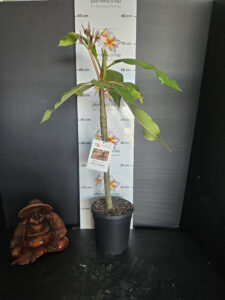 Plumeria rubra "Fruit Salad"