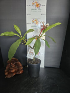 Plumeria rubra "JL Bleeding Heart"
