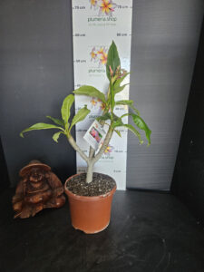 Plumeria rubra "Divine"