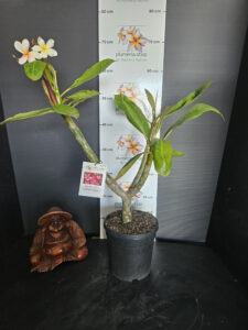 Plumeria rubra "Clare Corre"