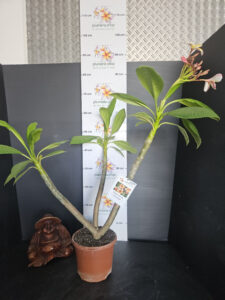 Plumeria rubra "Gam Mam"