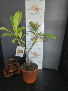Plumeria rubra "California Sunset"