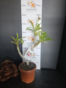 Plumeria rubra "Divine"