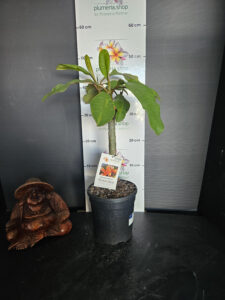 Plumeria rubra "Turkish March"