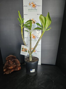Plumeria rubra "Gam Mam"
