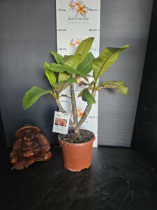 Plumeria rubra "Mariya"