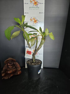 Plumeria rubra "Salsa"