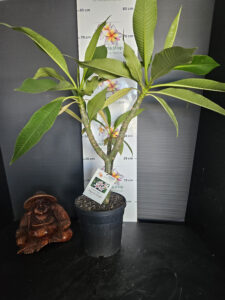 Plumeria rubra "Magenta Powder"