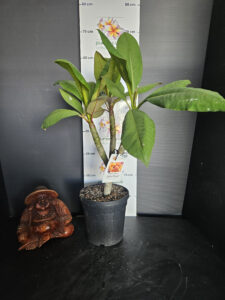 Plumeria rubra "Golden Whisper"