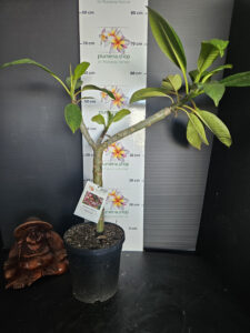 Plumeria rubra "Venice"