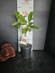 Plumeria rubra "Lunar Eclipse"