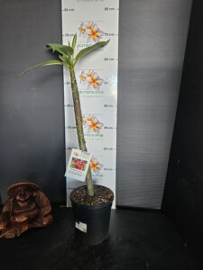 Plumeria rubra "Cardinal's Rope"