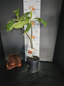 Plumeria rubra "Bangkok Splash"