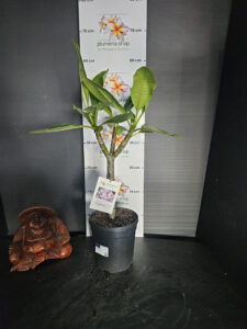 Plumeria rubra "Empress"