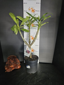 Plumeria rubra "Chiang Mai Prince"