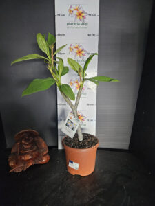 Plumeria rubra "Blizzard"