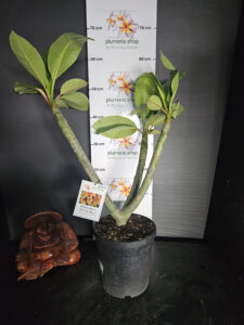 Plumeria rubra "Mimo Fav"