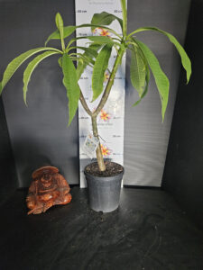 Plumeria rubra "Saint Germain"