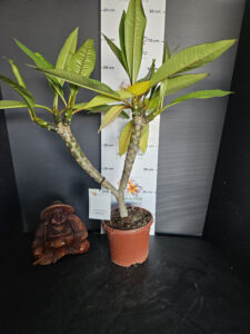 Plumeria rubra "Messina"