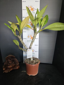 Plumeria rubra "Messina"