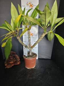 Plumeria rubra "Messina"