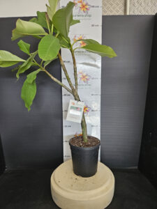Plumeria rubra "CP Dino"