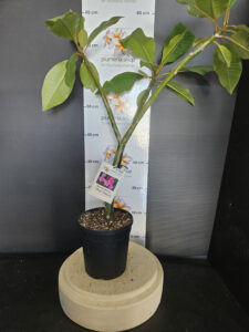 Plumeria rubra "CP Aya Sakura"