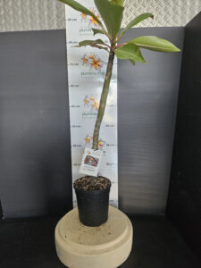 Plumeria rubra "VU's Elegante"