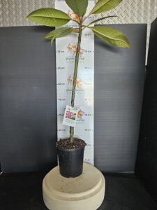 Plumeria rubra "CP Light Pink"