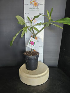 Plumeria rubra "CP Darunee Chompoo"