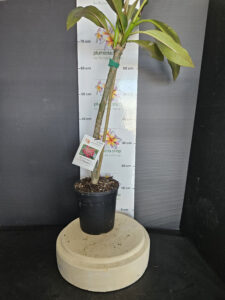 Plumeria rubra "V. Maroon"