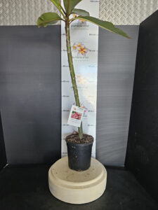 Plumeria rubra "Lorien"