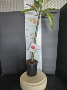 Plumeria rubra "VU's Leopard"