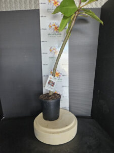 Plumeria rubra "VU's Elegante"