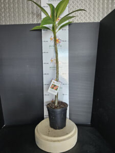 Plumeria rubra "Tomlinson"