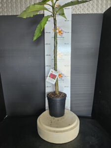 Plumeria rubra "VU's Leopard"