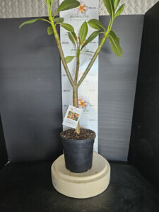 Plumeria rubra "Gam Mam"