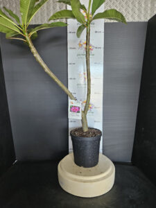 Plumeria rubra "Kukiat Purple Moon"