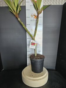 Plumeria rubra "Aussie Red"