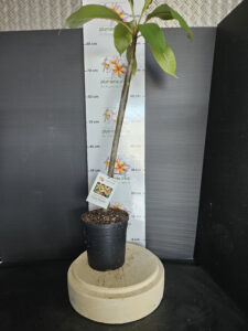 Plumeria rubra "Muai Rainbow"