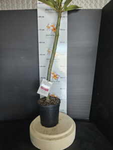 Plumeria rubra "Grapette"