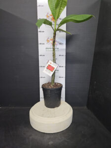 Plumeria rubra "Hot Embers"