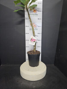 Plumeria rubra "CP Pink March"