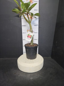 Plumeria rubra "Kukiat Fantasia"