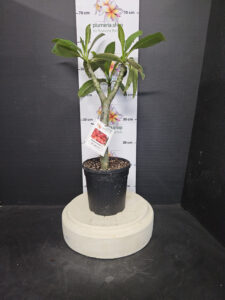 Plumeria rubra "Kimono"