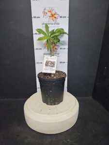 Plumeria obtusa "Singapore White var."
